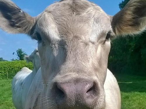 Battens Farm Cottages B&B Yatton Keynell Extérieur photo